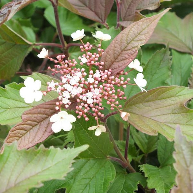 Viburnum sargentii 'Onondaga'