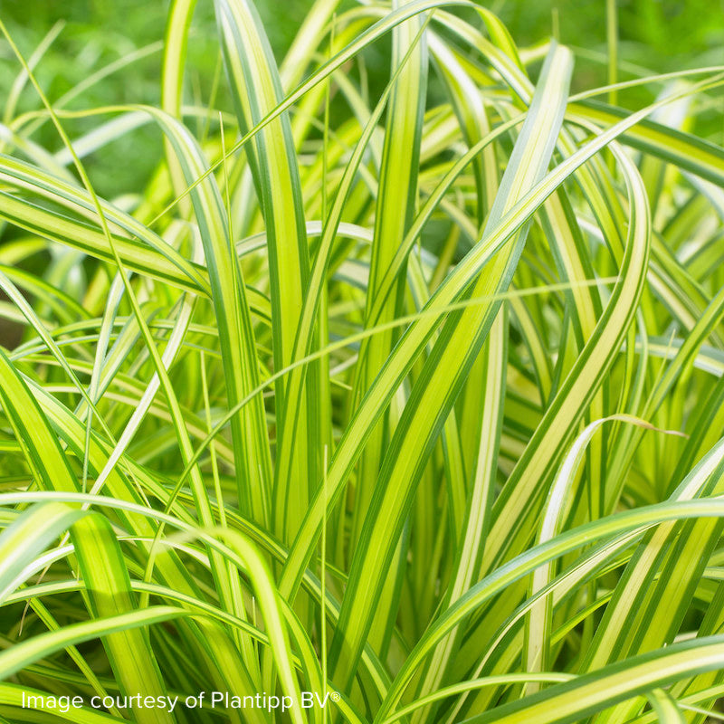 Carex oshimensis 'Eversheen'