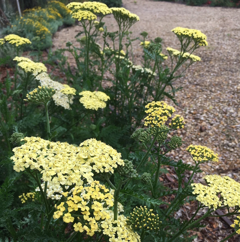 Achillea 'Credo'