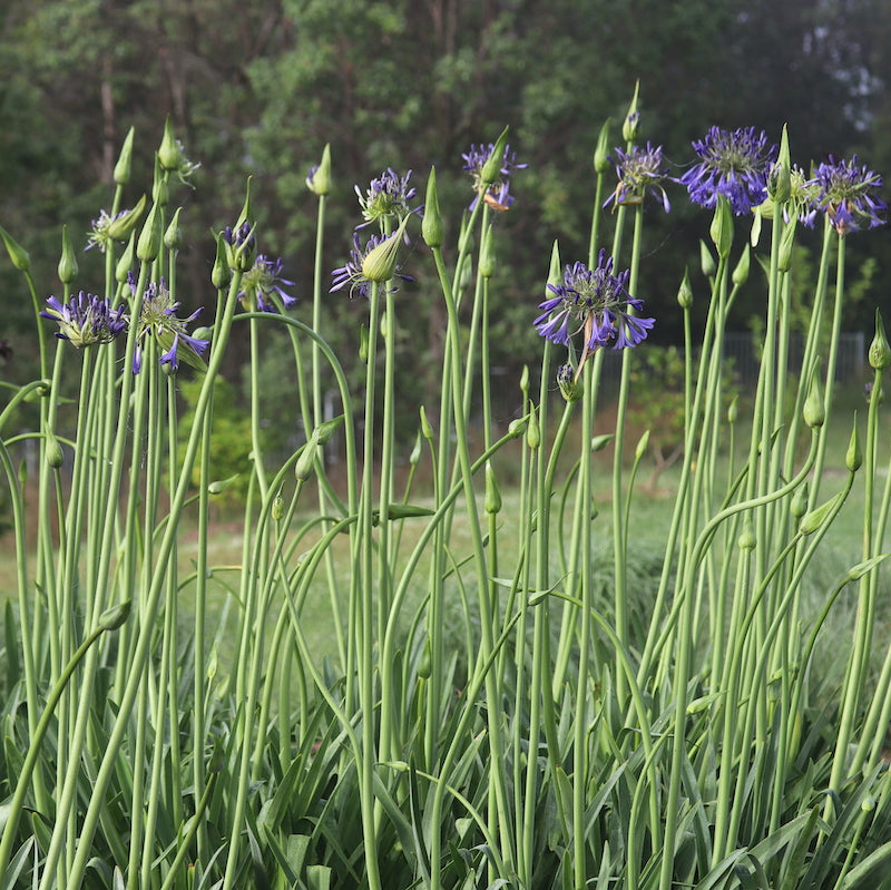 Agapanthus 'Minto'
