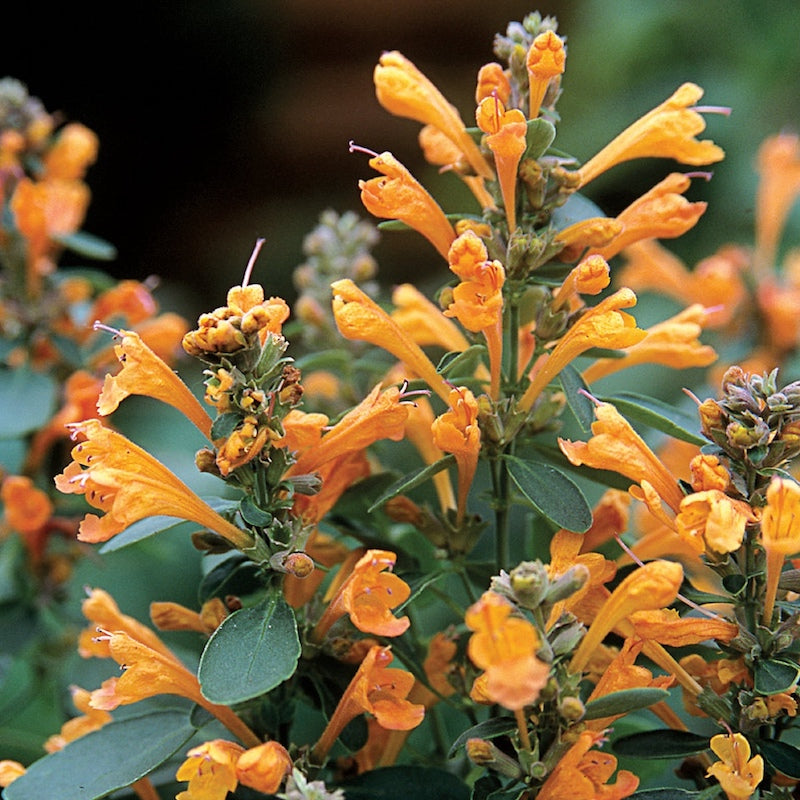 Agastache 'Arizona Sandstone'