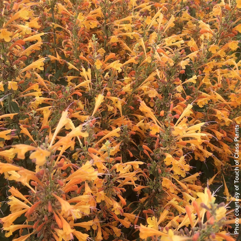 Agastache Forever Summer 'Tangerine'