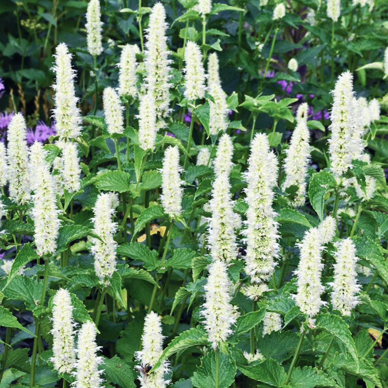 Agastache rugosa 'Liquorice White'