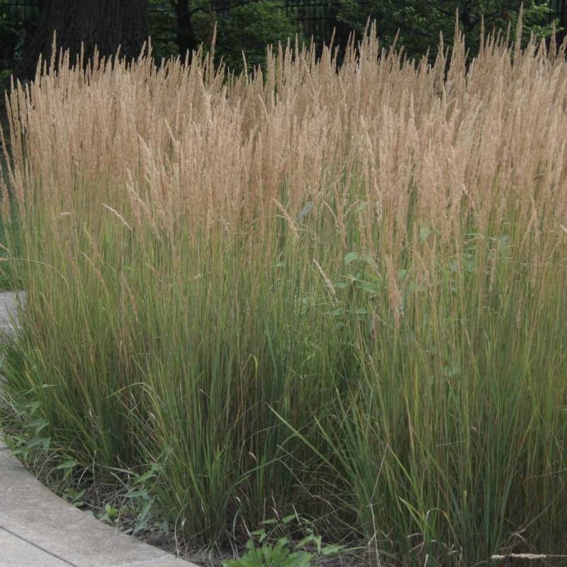Calamagrostis 'Karl Foerster'