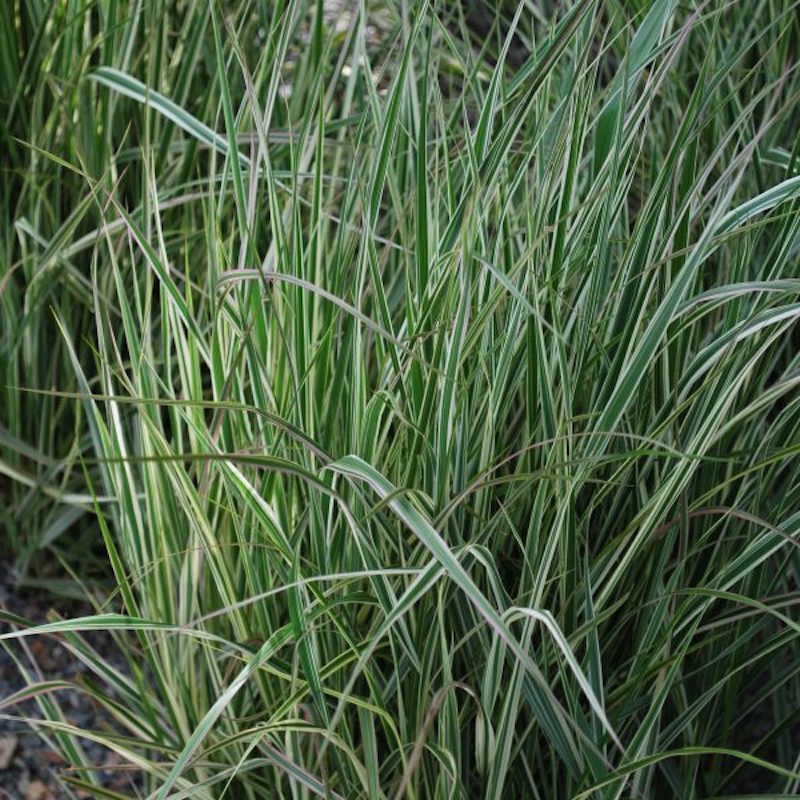 Calamagrostis x acutifolia ‘Overdam’