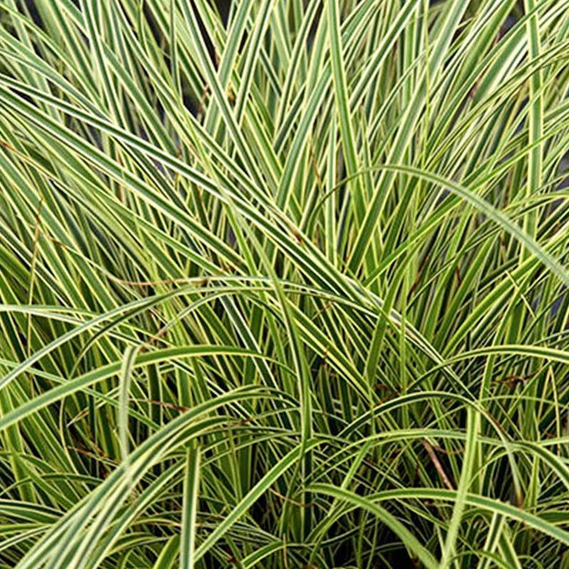 Carex brunnea variegata