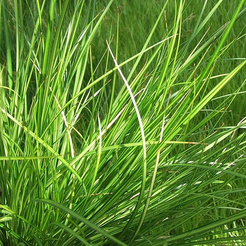Carex brunnea