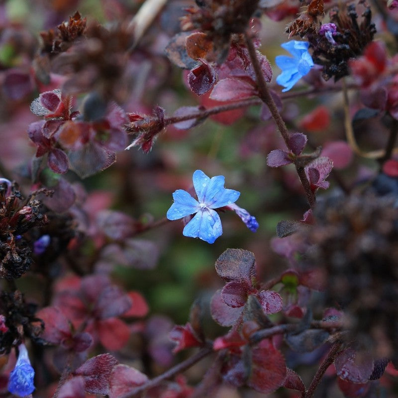 Ceratostigma griffithii