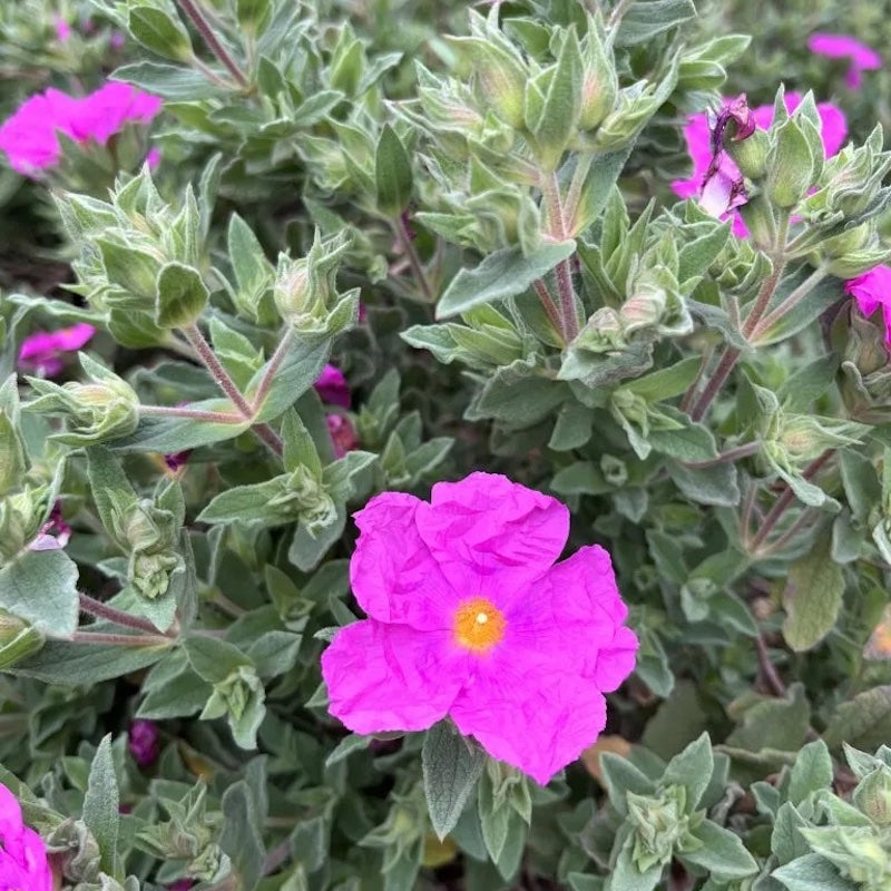 Cistus x pulverulentus 'Sunset'
