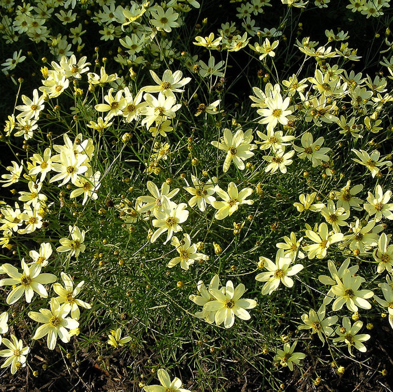 Coreopsis verticillata 'Moonbeam'