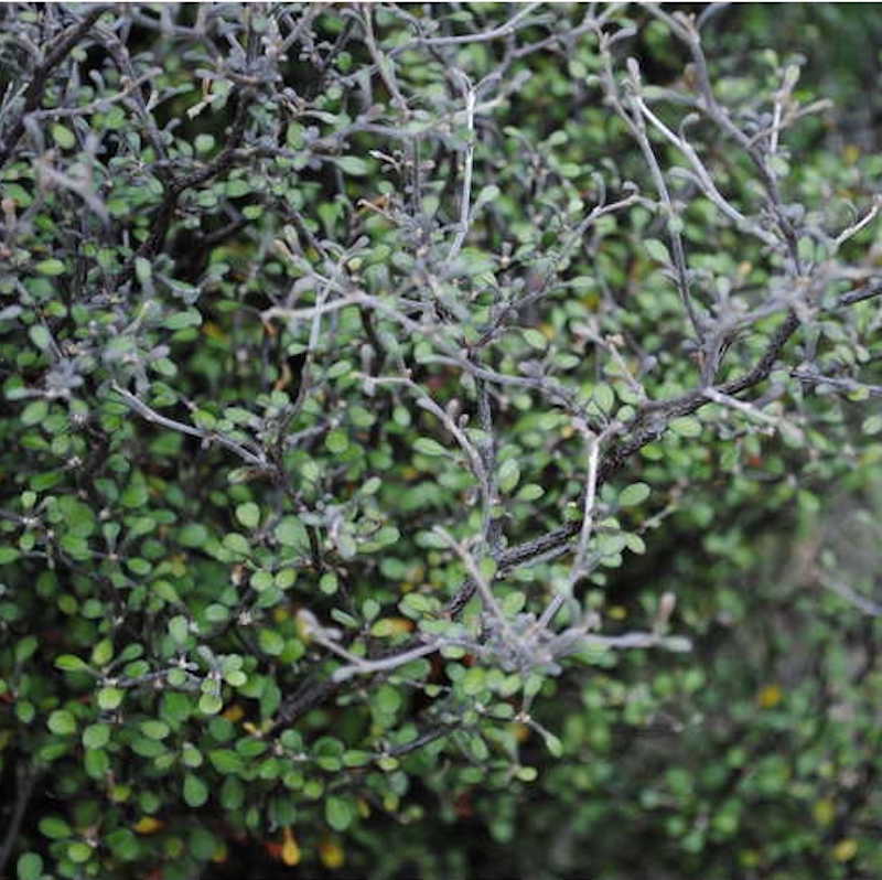 Corokia 'Little Prince'