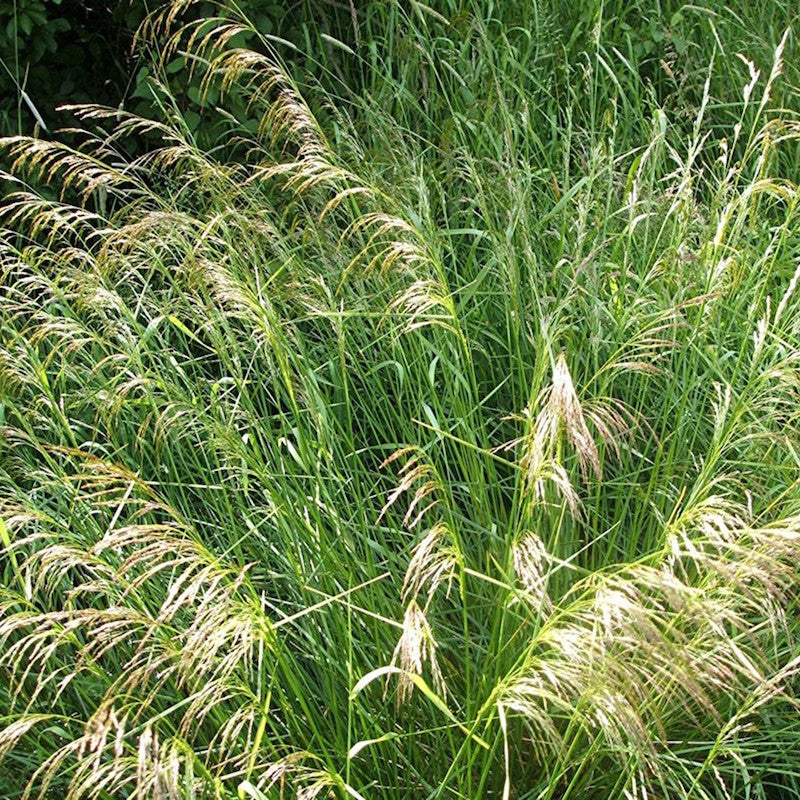 Deschampsia cespitosa