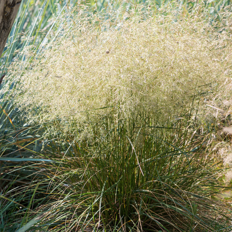 Deschampsia cespitosa 'Pixie Fountain'