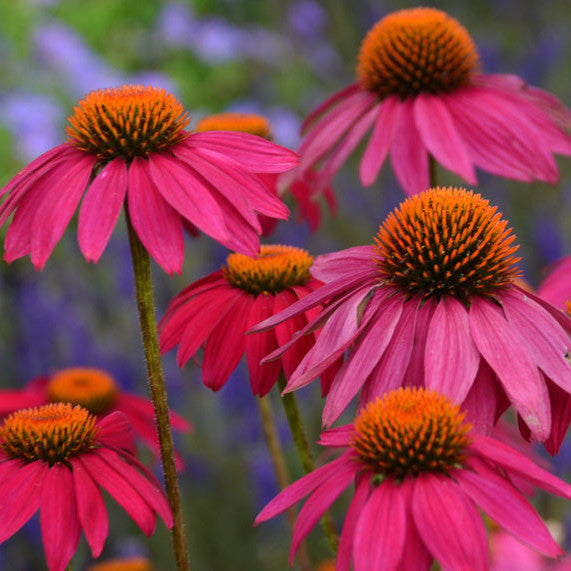 Echinacea Pow Wow Wild Berry