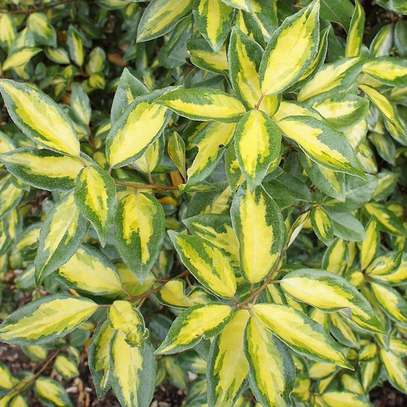 Elaeagnus 'Limelight'