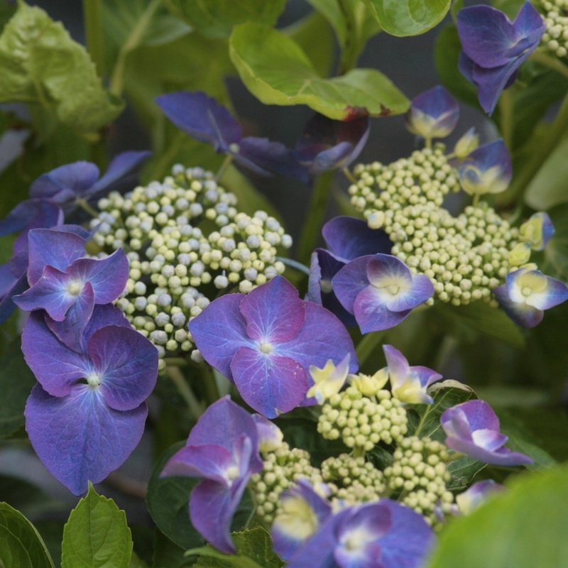 Hydrangea macrophylla 'Nachtigall'