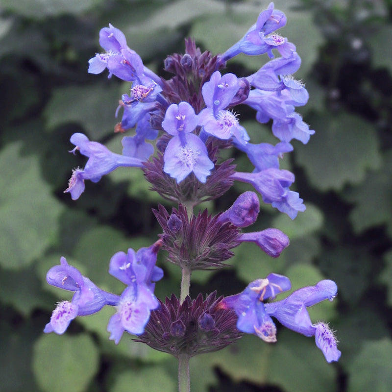 Nepeta racemosa 'Felix'
