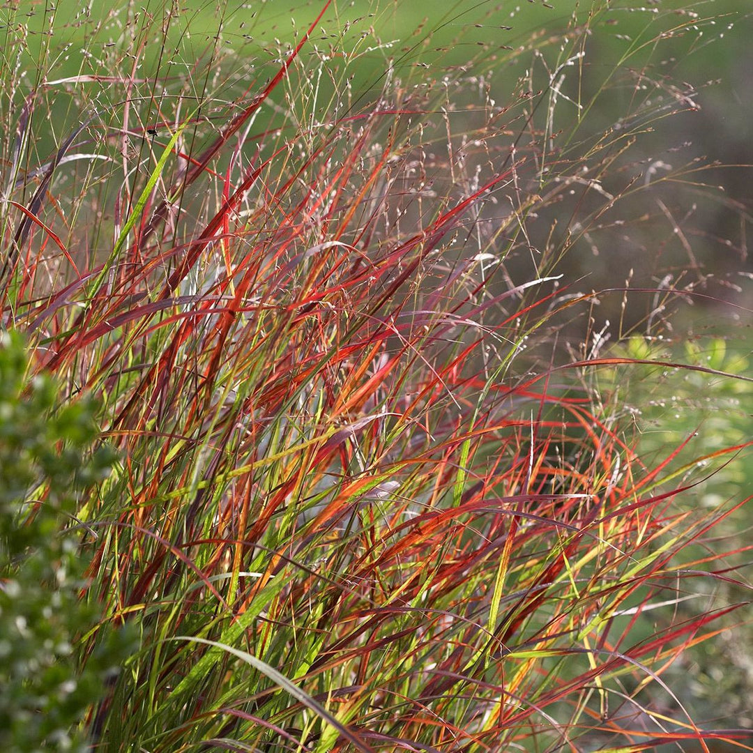 Panicum virgatum 'Rotstrahlbusch'