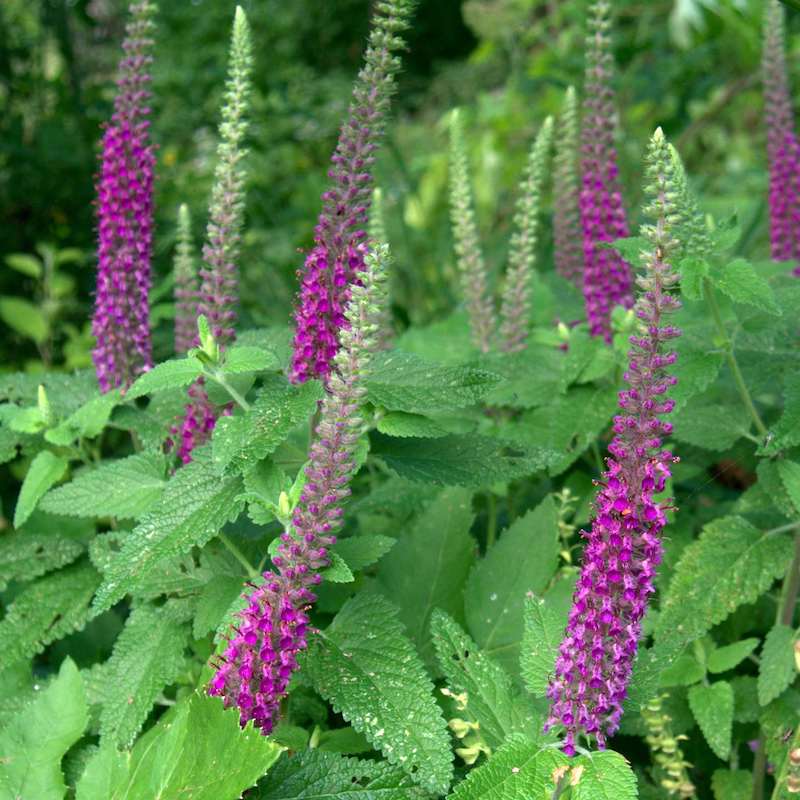 Teucrium hircanicum