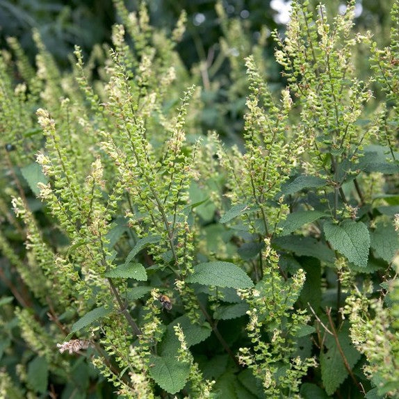 Teucrium scorodonia