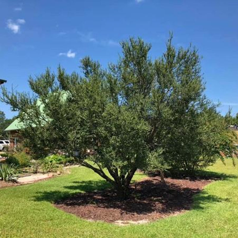 Ulmus parvifolia 'Seiju'