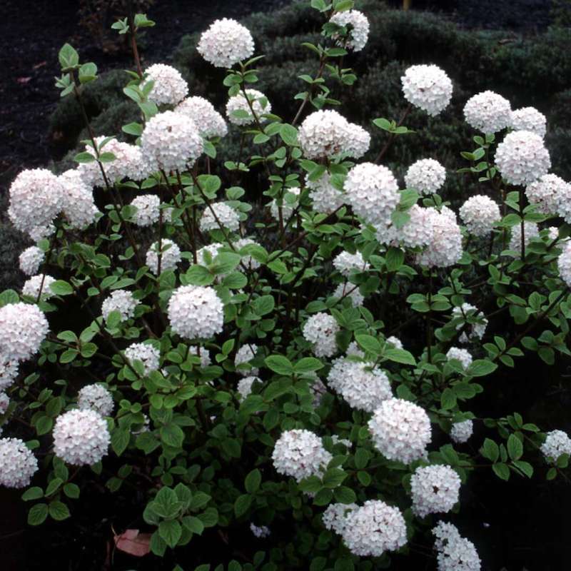 Viburnum carlesii