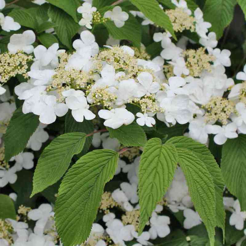 Viburnum plicatum f. tomentosum 'Mariesii'