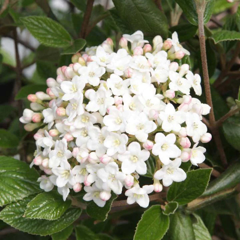 Viburnum x burkwoodii