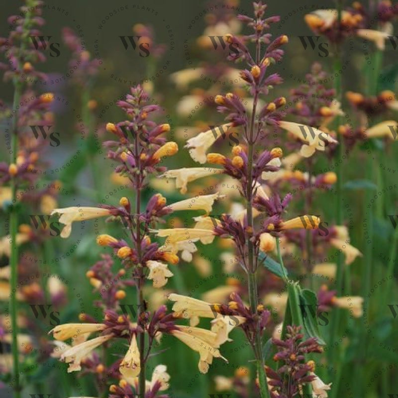 Agastache Mexicana Lemon Fiesta Perennials