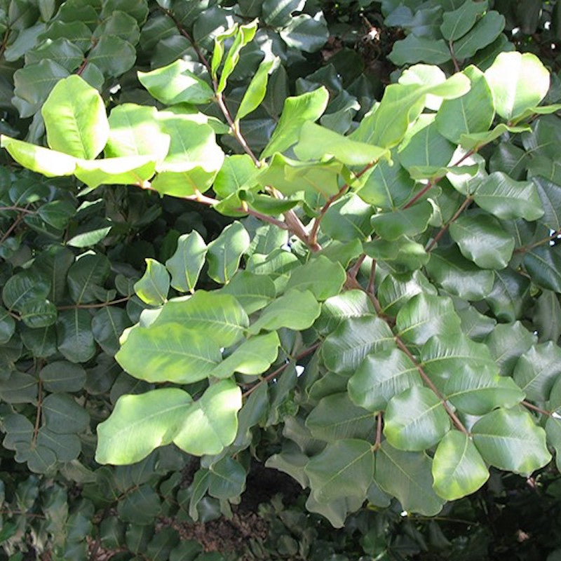Ceratonia siliqua