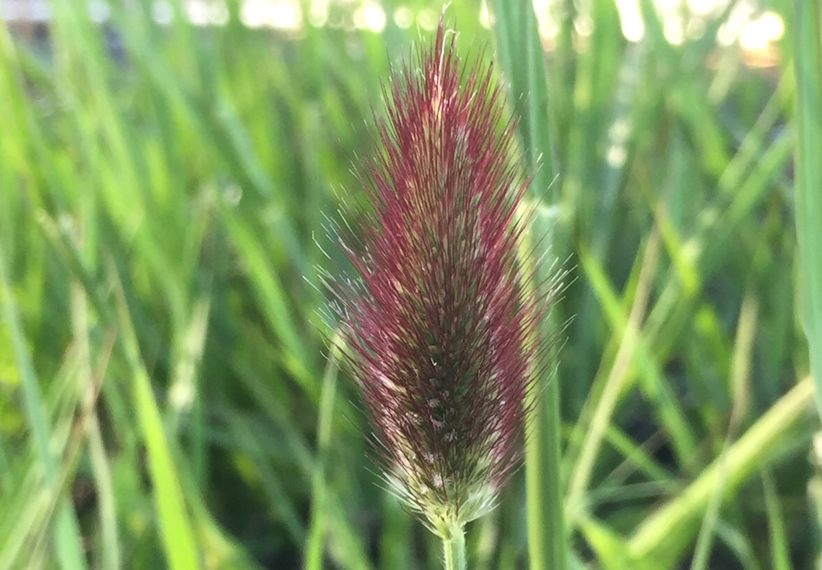 Red plume of Pennisetum Red Buttons