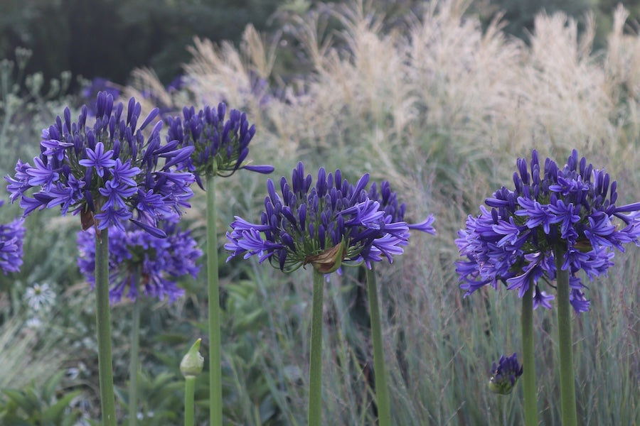 Agapanthus ...The New Horizon