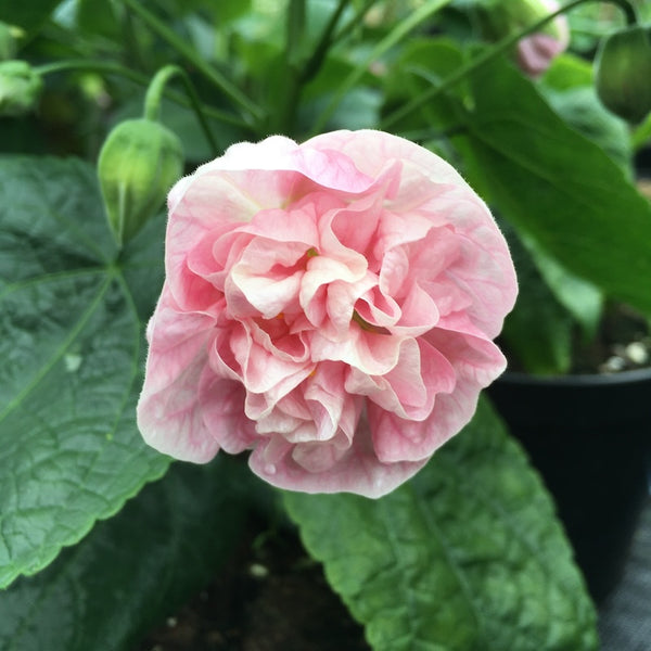 Abutilon 'Victorian Lady'