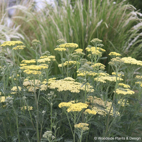 Achillea 'Hella Glashoff'