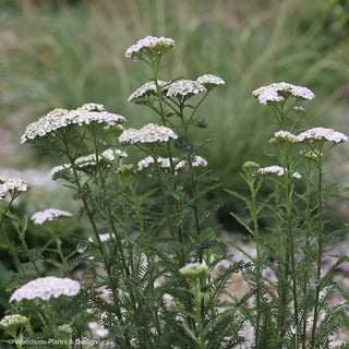 Achillea 'Mondpagode'
