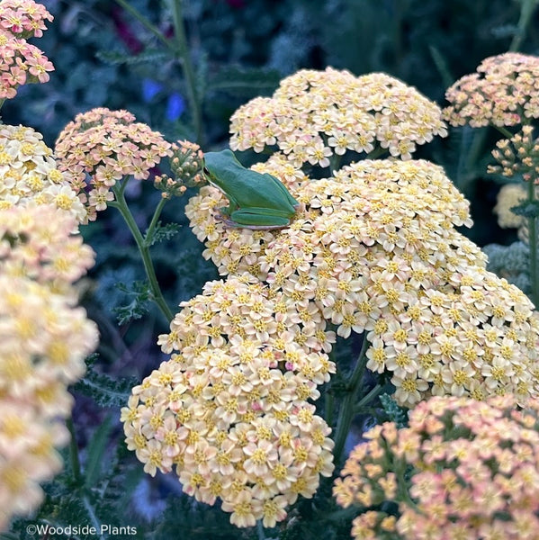 Achillea 'Pineapple Mango'
