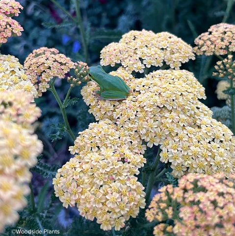 Achillea 'Pineapple Mango'