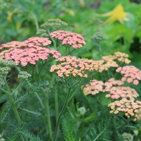Achillea 'Weserandstein'