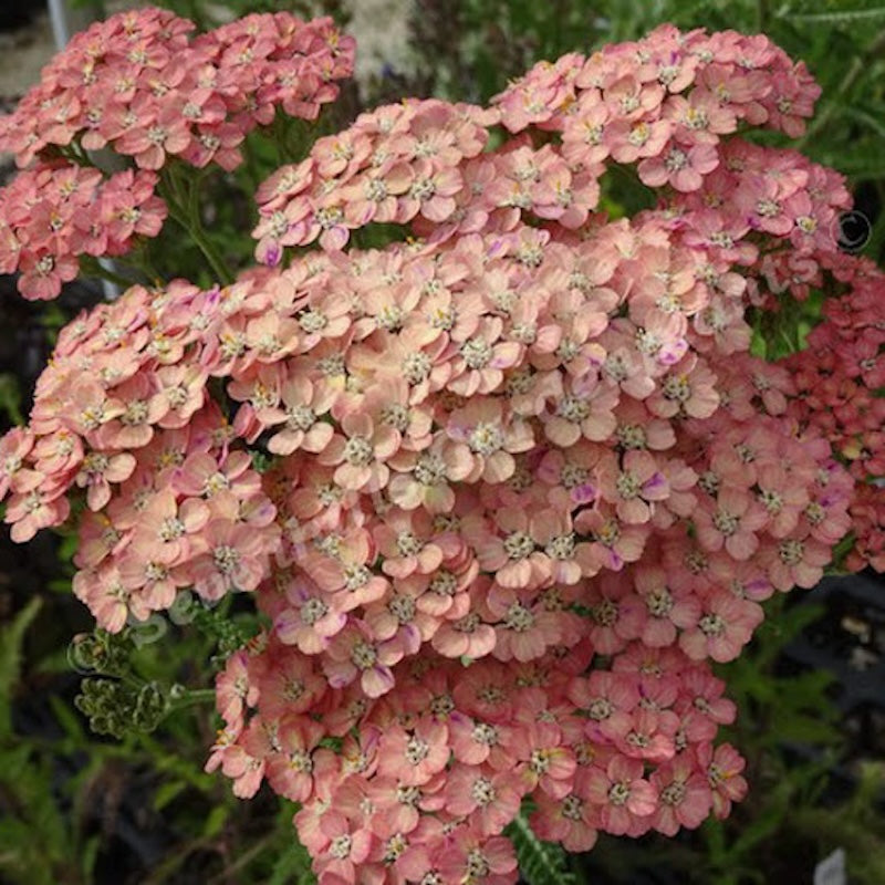 Achillea 'Weserandstein'