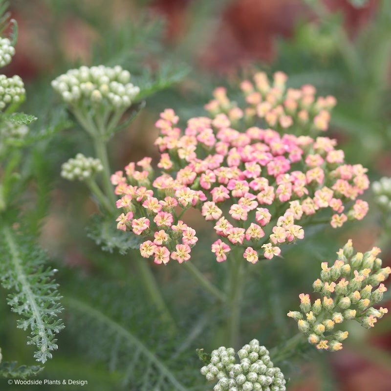 Achillea 'Weserandstein'
