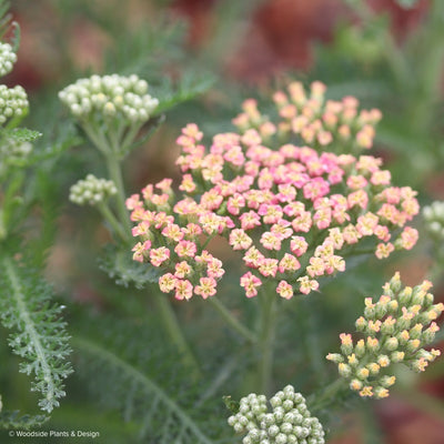 Achillea 'Weserandstein'