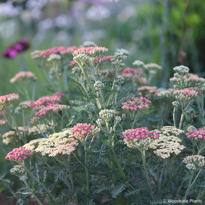 Achillea 'Weserandstein'