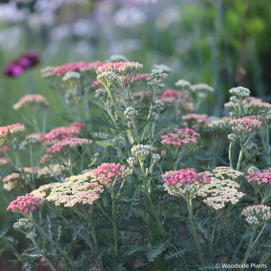 Achillea 'Weserandstein'