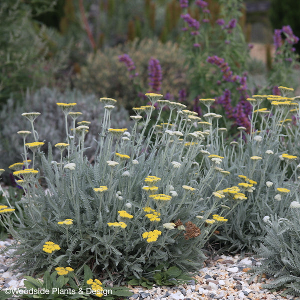 Achillea clypeolata