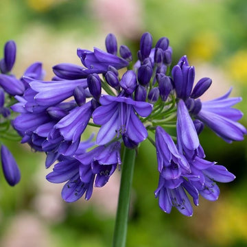 Agapanthus 'Blue Thunder'