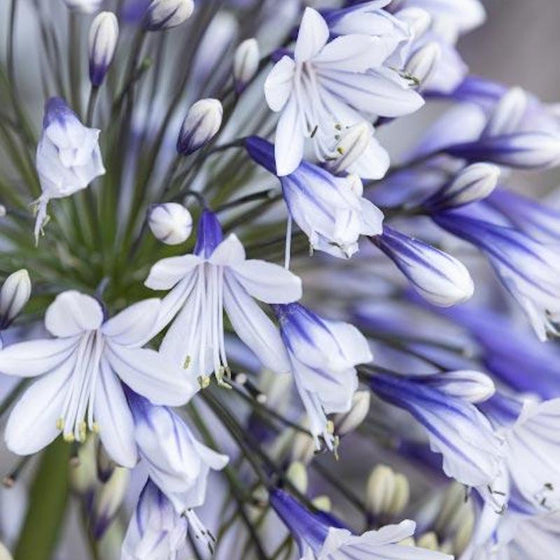 Agapanthus 'Fireworks'