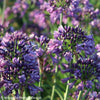 Agapanthus 'Poppin Purple' (PBR)