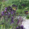 Agapanthus 'Poppin Purple' (PBR)