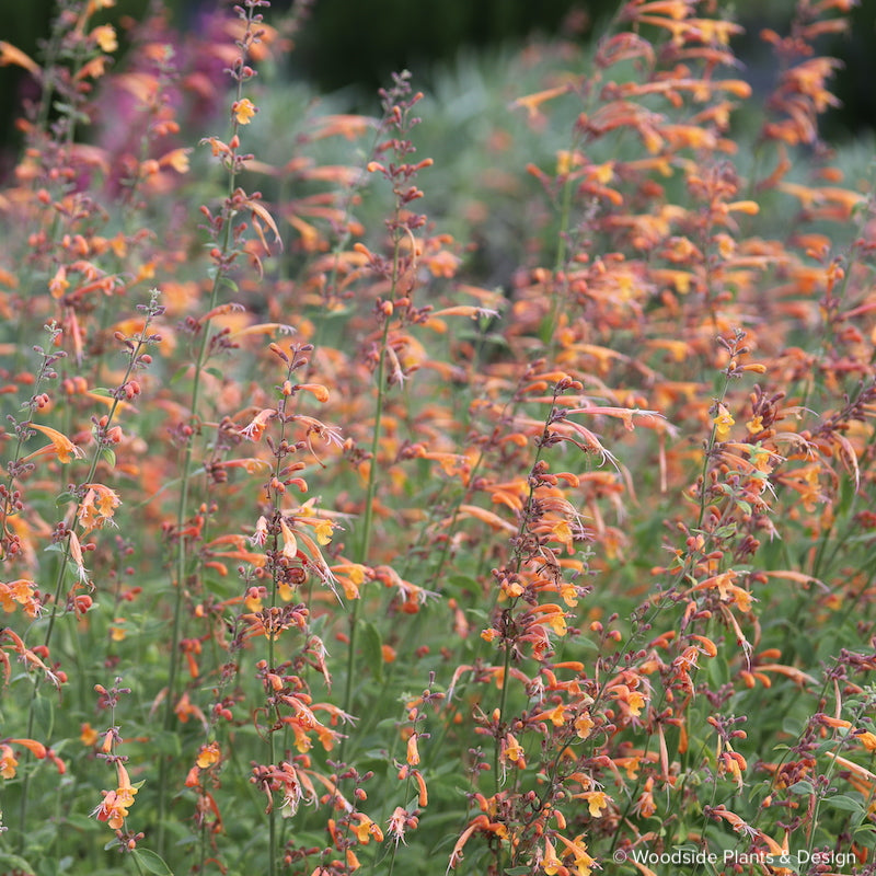 Agastache Forever Summer 'Melon'
