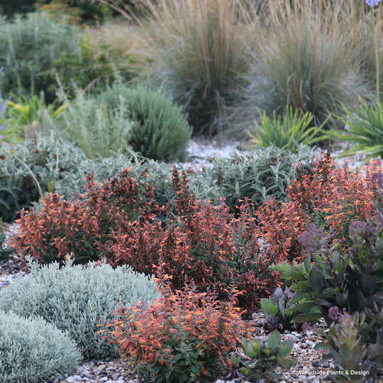 Agastache 'Arizona Sandstone'